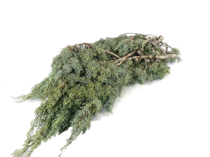 <h4>Cypresse 5kg</h4>