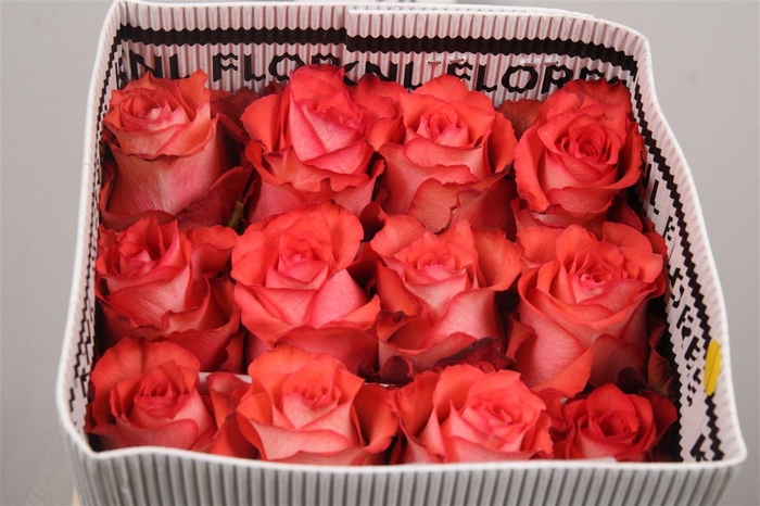 <h4>R Gr Iguana Ec</h4>