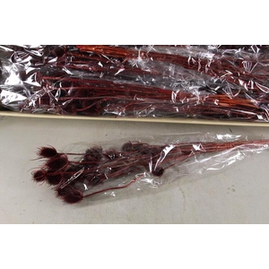 Df Dipsacus Bordeaux Bs 130g