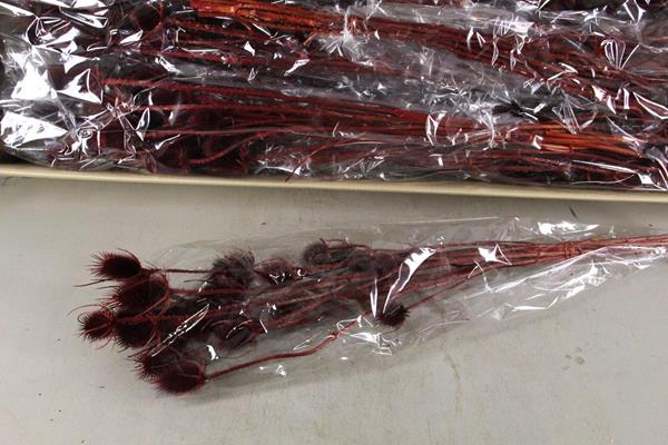 Df Dipsacus Bordeaux Bs 130g