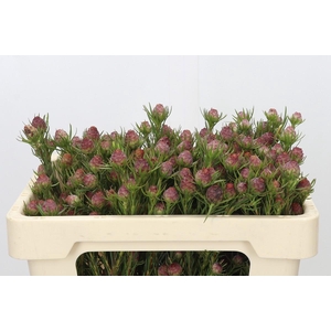 Kaaps Groen Jubilee Crown Spray