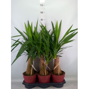 Yucca elephantipes   ...