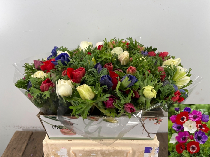 <h4>ANEM CO MAR GEM</h4>