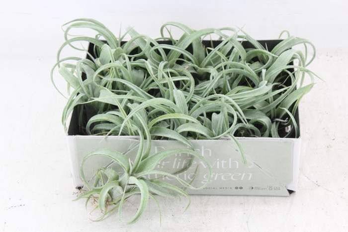 <h4>arr3 CP - Till. Curly bonsai</h4>