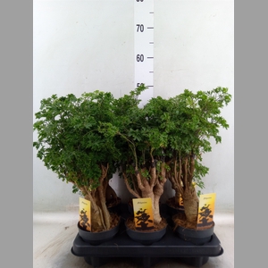Polyscias fruticosa