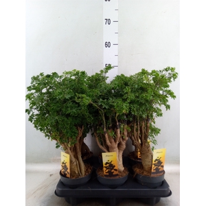 Polyscias fruticosa