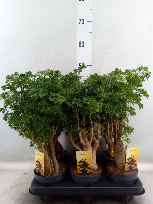<h4>Polyscias fruticosa</h4>