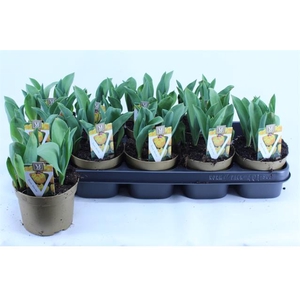 Tulipa Yellow Baby 12Ø 15cm 5pp