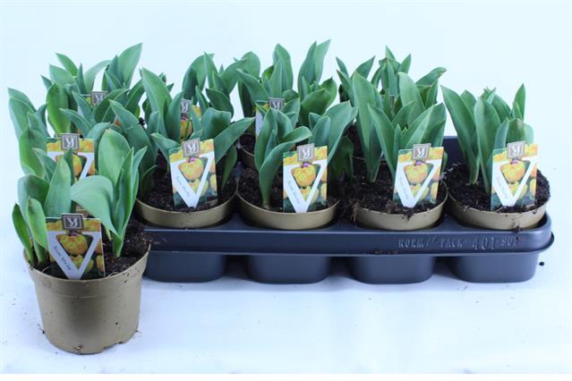 Tulipa Yellow Baby 12Ø 15cm 5pp