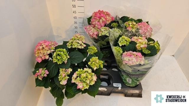 <h4>HYDR M EARLY ROSA</h4>