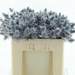 Eryng Alpinum Klb Zilver