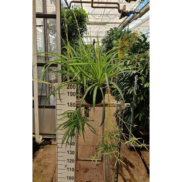 <h4>Chlorophytum comosum hangplant</h4>