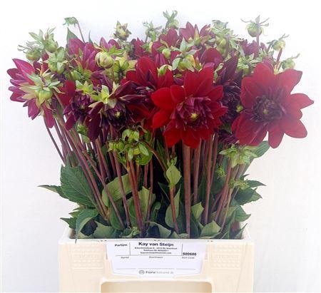 <h4>DAHLIA ARABIAN NIGHT</h4>