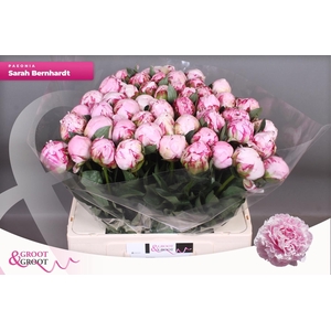 PAEO L SARA BERNHARD