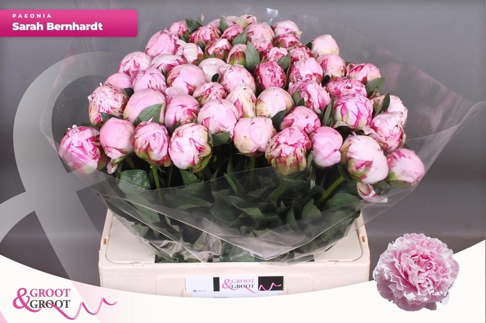 <h4>Paeo L Sara Bernhard</h4>