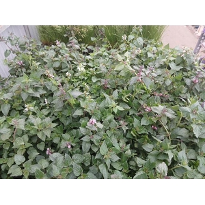 LAMIU MA PINK PEWTER