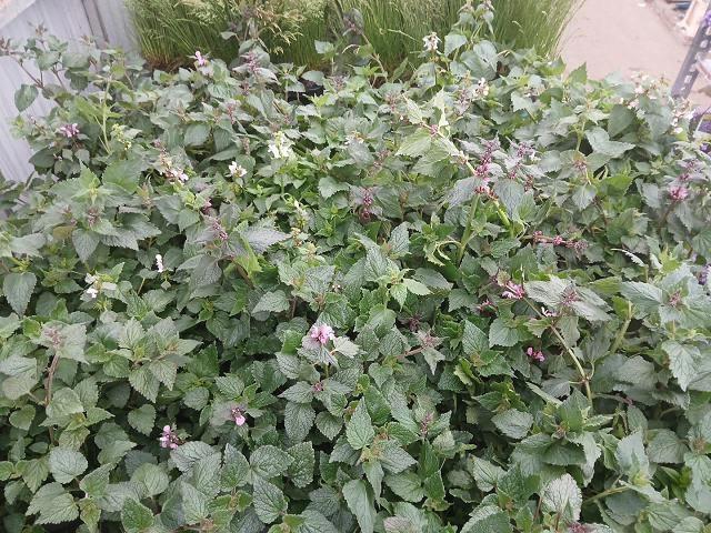 <h4>LAMIU MA PINK PEWTER</h4>