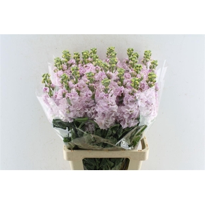 Matth Iron Light Pink