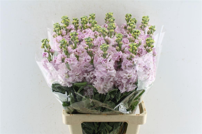 <h4>Matth Iron Light Pink</h4>