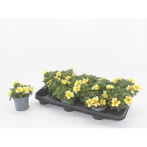 Bidens  'Goldstrike'