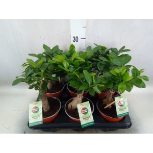Ficus microcarpa 'Ginseng'