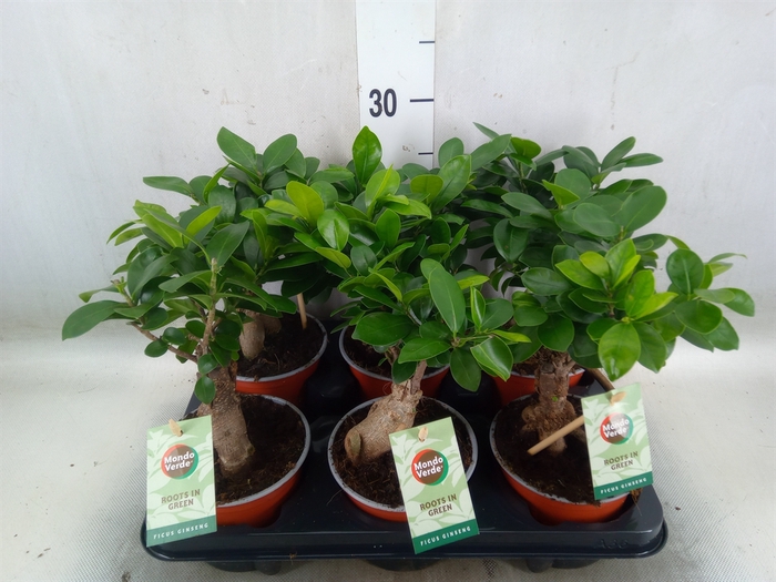 <h4>Ficus microcarpa 'Ginseng'</h4>