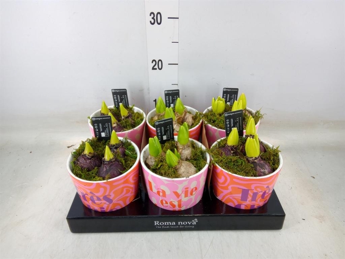 <h4>Arr.  Hyacinthus L%</h4>