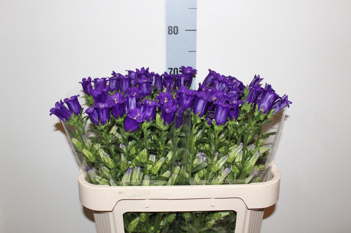 <h4>CAMP M CHAMPION BLUE</h4>