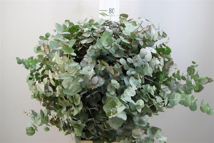 <h4>Euca Cinerea 200gr</h4>