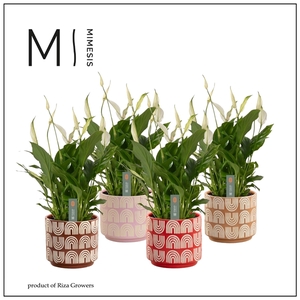 Mimesis Spathiphyllum Bellini -13 cm in Maartje - Craft World