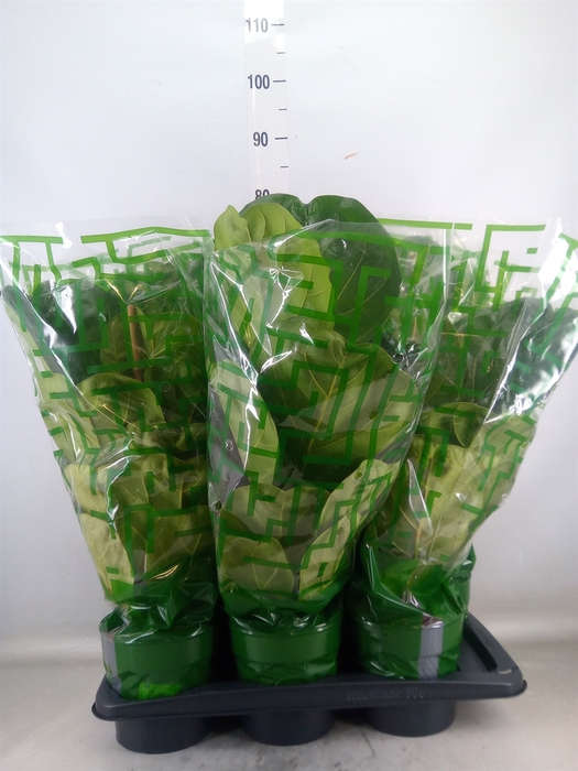 <h4>Ficus lyrata</h4>