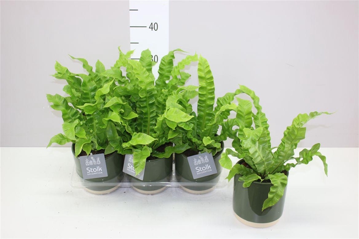 <h4>Asplenium Crispy Wave Julia Groen Keramiek</h4>