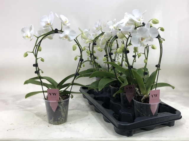 <h4>PHAL WHITE MIRROR 2 TAK</h4>