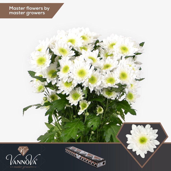 <h4>Chrysanthemum TR 'Radost'</h4>