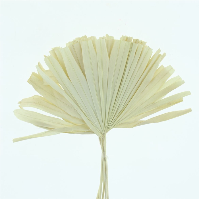 <h4>Dried Palm Round Bleached White P St</h4>