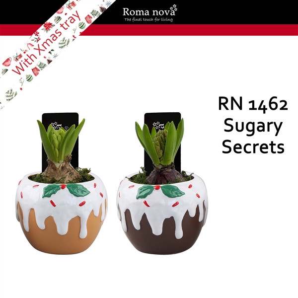 <h4>Arrangementen Hyacinthus 6%</h4>