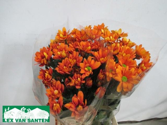 <h4>CHR T KAYA+</h4>