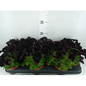 Petunia  'Potunia Black Ice'