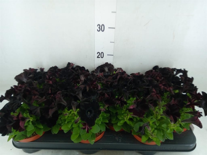 <h4>Petunia 'Potunia Black Ice'</h4>