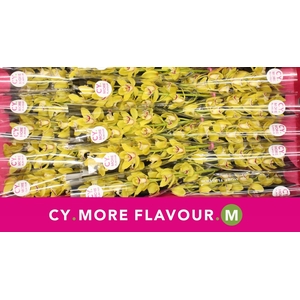 Mini cymbidium 'Pamela' 50 cm