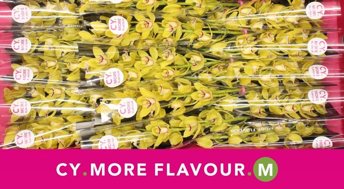 <h4>Mini cymbidium 'Pamela' 50 cm</h4>