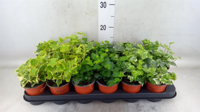 <h4>Hedera helix   ...mix 3</h4>