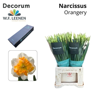 Narc Orangery Small Box 100