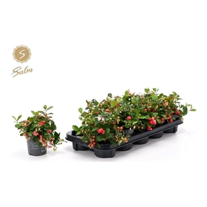 GAULTH PR BIG BERRY