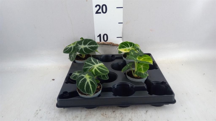 <h4>Alocasia   ...</h4>