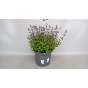 Nepeta faassenii