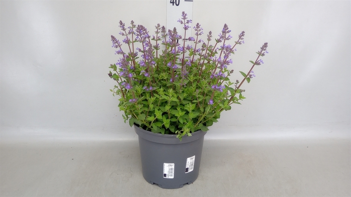 <h4>Nepeta faassenii</h4>
