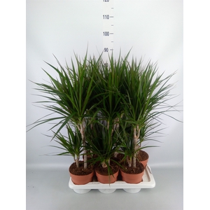 Dracaena marg.