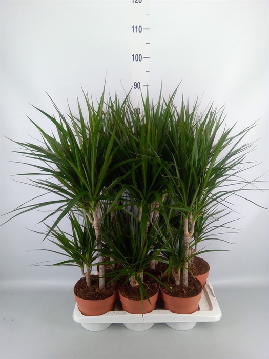 <h4>Dracaena marg.</h4>