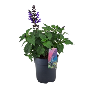 Salvia salgoon Lake Blueberry p17 (NL)